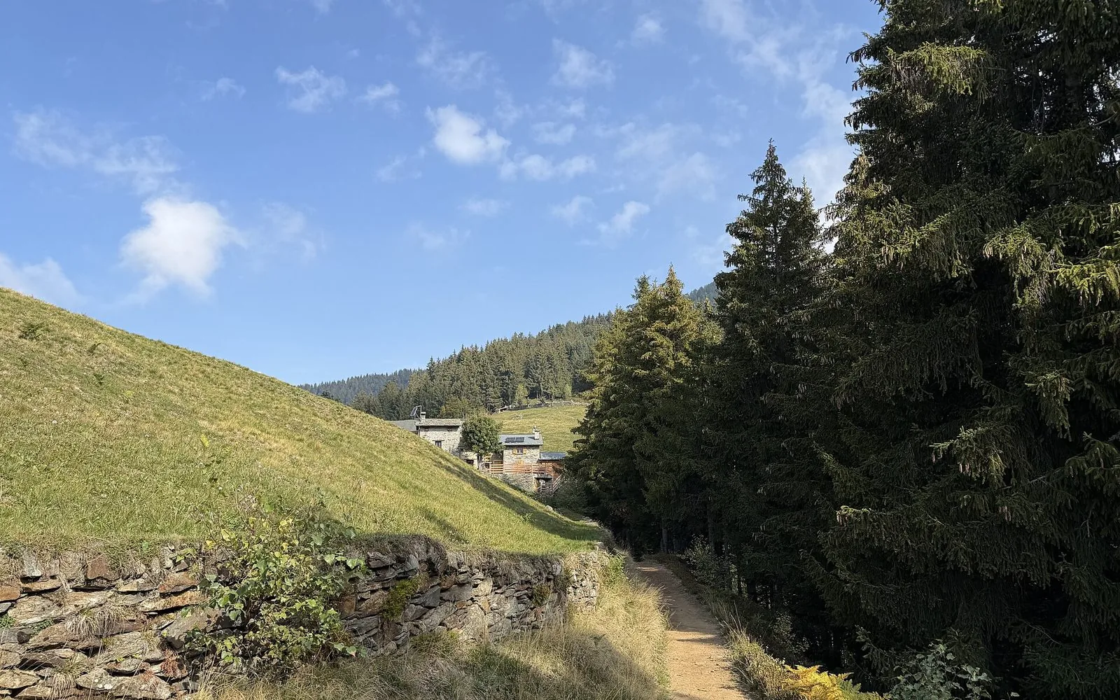 Un sentiero tra prati, muretti a secco e abeti in Valle di Albaredo, in bassa Valtellina
