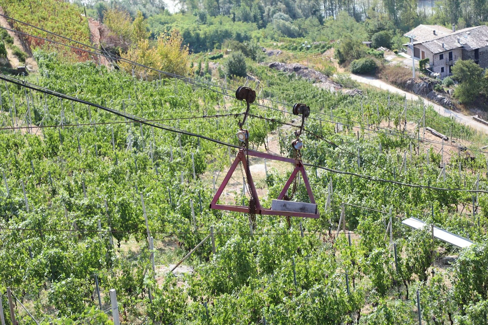 Teleferica agricola per il trasporto delle cassette tra i vigneti terrazzati della Sassella, in Valtellina