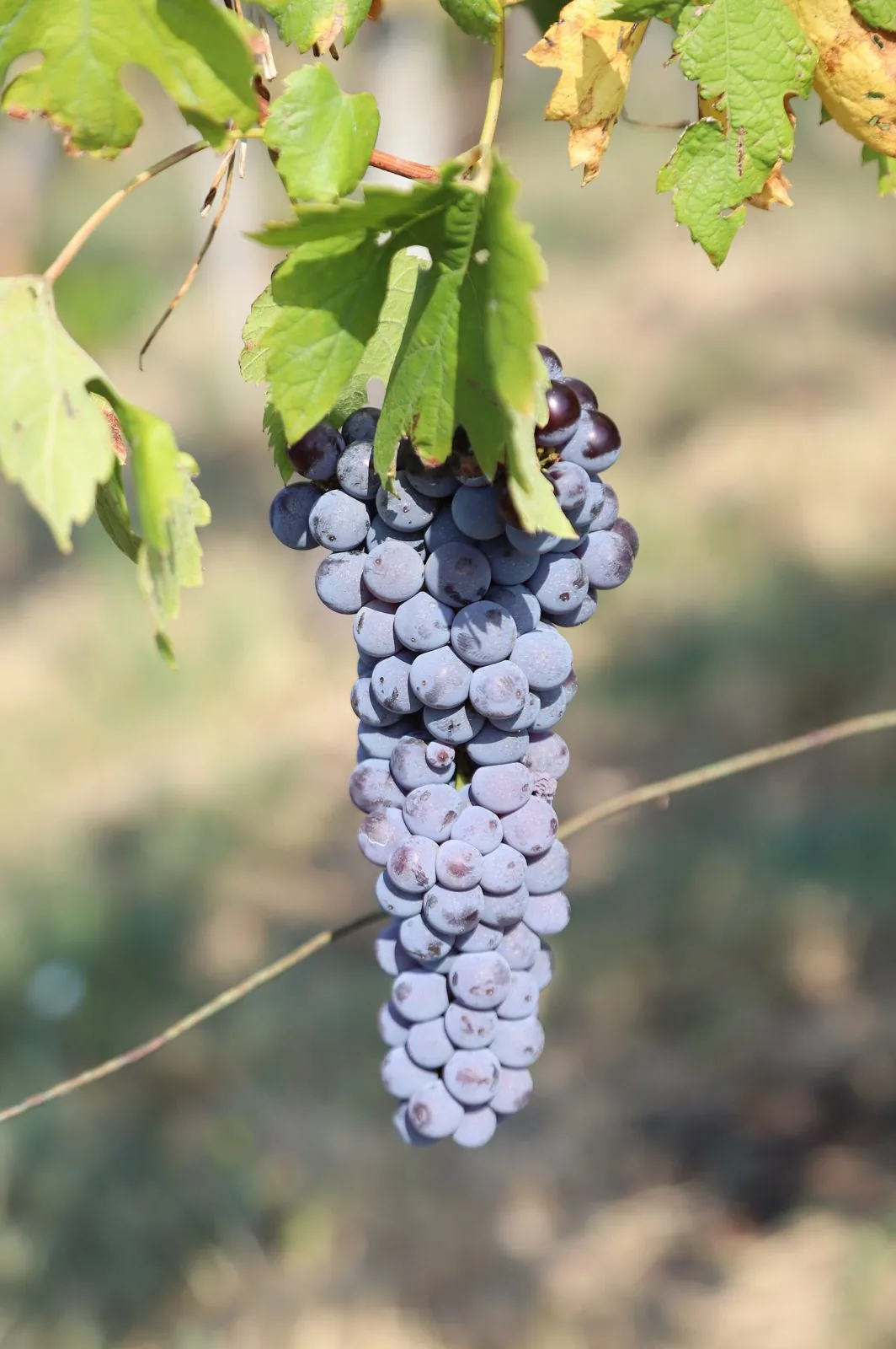 Grappolo di uva Nebbiolo maturo sulla vite in un vigneto della Valtellina